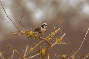 White-rumped Shrike (Eurocephalus ruppelli)