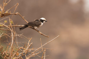 White-rumped Shrike (Eurocephalus ruppelli)