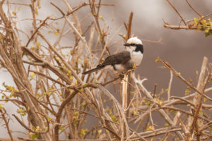 White-rumped Shrike (Eurocephalus ruppelli)