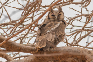 Verreaux’s Eagle-Owl (Bubo lacteus)