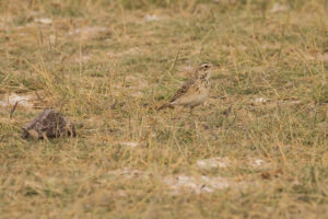 African Pipit (Anthus cinnamomeus)