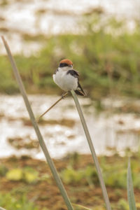 Wire-tailed Swallow (Hirundo smithii)