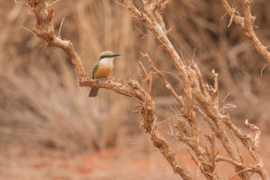 Somali Bee-eater (Merops revoilii)