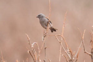 Parrot-billed Sparrow (Passer gongonensis)