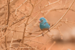 Blue-capped Cordonbleu (Uraeginthus cyanocephalus)