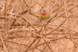 Green-winged Pytilia (Pytilia melba)