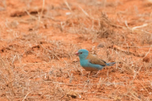 Blue-capped Cordonbleu (Uraeginthus cyanocephalus)