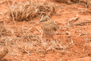 Flappet Lark (Mirafra rufocinnamomea)