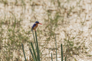 Malachite Kingfisher (Corythornis cristatus)