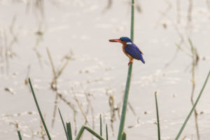 Malachite Kingfisher (Corythornis cristatus)