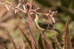 Beautiful Sunbird (Cinnyris pulchellus)