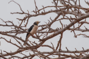 White Helmetshrike (Prionops plumatus)