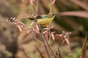 Beautiful Sunbird (Cinnyris pulchellus)