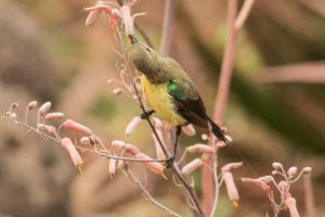 Beautiful Sunbird (Cinnyris pulchellus)