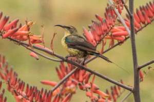 Beautiful Sunbird (Cinnyris pulchellus)