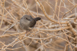 Gray Wren-Warbler (Calamonastes simplex)