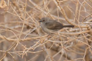 Gray Wren-Warbler (Calamonastes simplex)