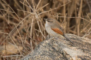 Three-streaked Tchagra (Tchagra jamesi)