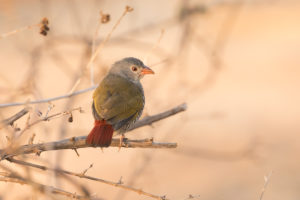 Green-winged Pytilia (Pytilia melba)