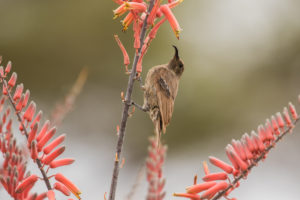 Scarlet-chested Sunbird (Chalcomitra senegalensis)