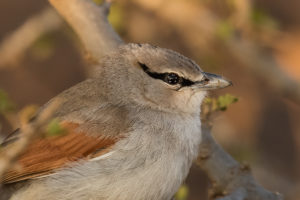 Three-streaked Tchagra (Tchagra jamesi)