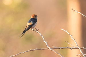 Lesser Striped-Swallow (Cecropis abyssinica)