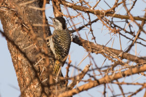 Cardinal Woodpecker (Chloropicus fuscescens)