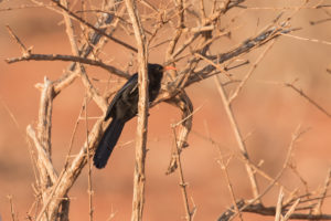 Abyssinian Scimitarbill (Rhinopomastus minor)