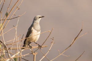 Fischer’s Starling (Lamprotornis fischeri)