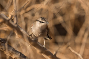 Three-streaked Tchagra (Tchagra jamesi)