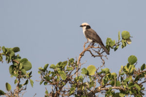 White-rumped Shrike (Eurocephalus ruppelli)