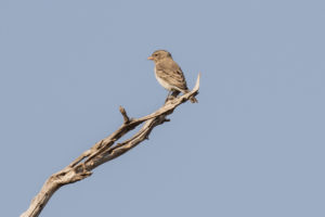 Yellow-spotted Bush Sparrow (Gymnoris pyrgita)