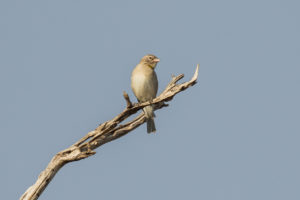 Yellow-spotted Bush Sparrow (Gymnoris pyrgita)