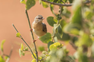 Northern Crombec (Sylvietta brachyura)