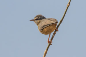 Northern Crombec (Sylvietta brachyura)