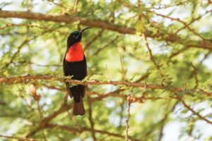 Hunter’s Sunbird (Chalcomitra hunteri)