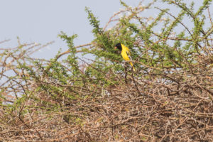 African Black-headed Oriole (Oriolus larvatus)