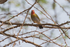 Green-winged Pytilia (Pytilia melba)