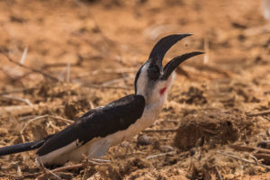 Von der Decken’s Hornbill (Tockus deckeni)