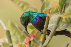 Purple-banded Sunbird (Cinnyris bifasciatus)
