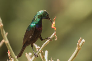 Purple-banded Sunbird (Cinnyris bifasciatus)