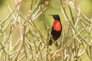 Hunter’s Sunbird (Chalcomitra hunteri)