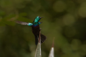 Purple-banded Sunbird (Cinnyris bifasciatus)