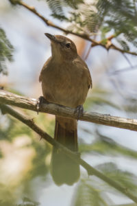 Northern Brownbul (Phyllastrephus strepitans)