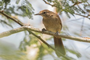 Northern Brownbul (Phyllastrephus strepitans)