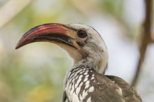 Northern Red-billed Hornbill (Tockus erythrorhynchus)
