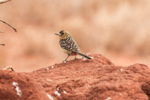 D’Arnaud’s Barbet (Trachyphonus darnaudii)