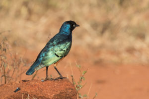 Superb Starling (Lamprotornis superbus)