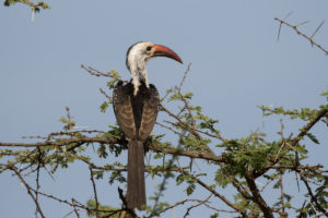 Northern Red-billed Hornbill (Tockus erythrorhynchus)