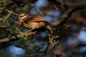 Spotted Morning-Thrush (Cichladusa guttata)